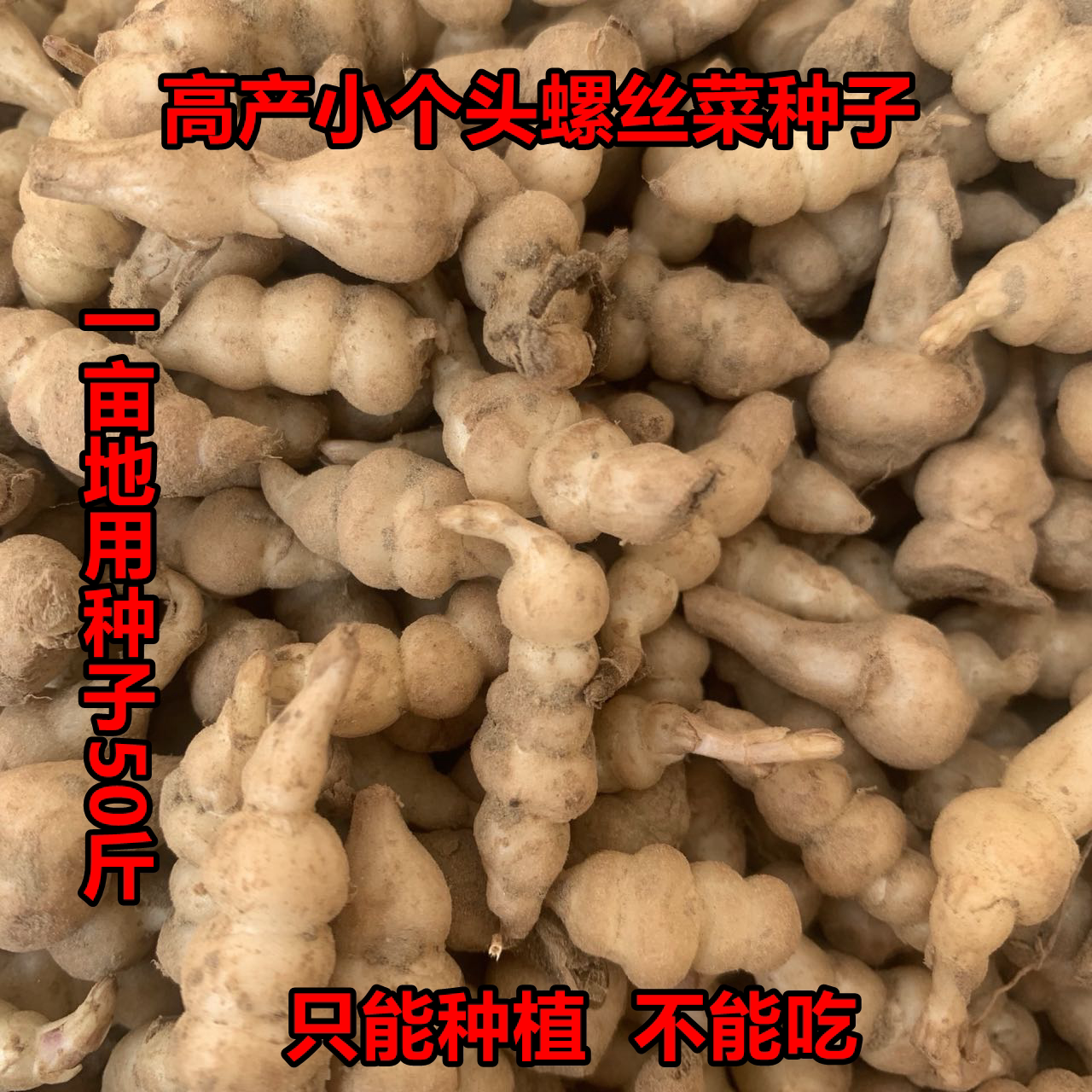 新鲜螺丝菜种子地环种子宝塔菜