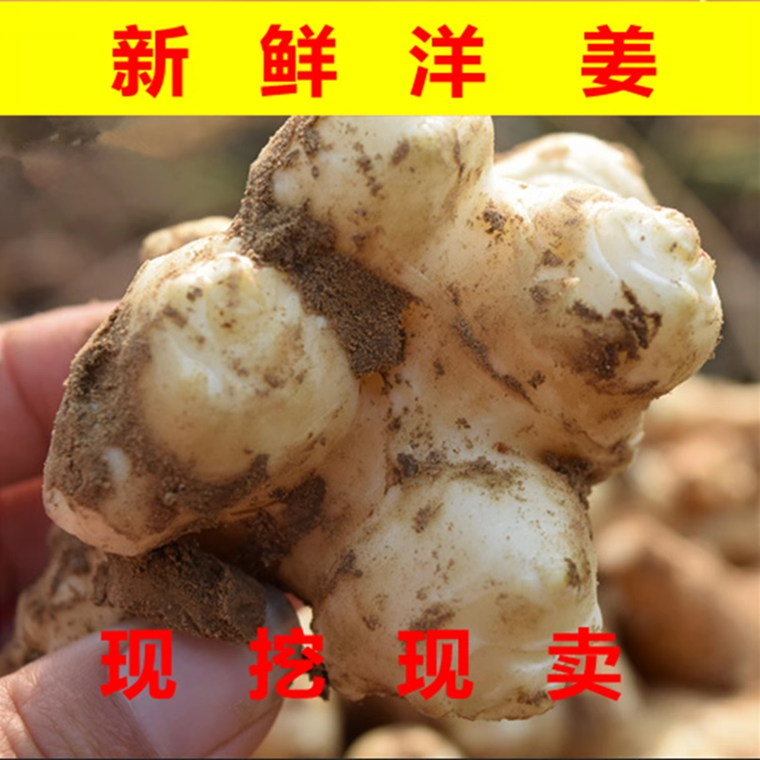 新鲜洋姜现挖 鬼子姜 菊芋 腌制咸菜 脆嫩无渣 5斤装包邮