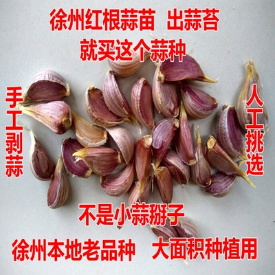紫皮大蒜头种子苔寒干蒜红皮蒜苗