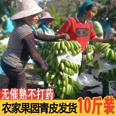 云南高原丑香蕉香蕉新鲜云南高山甜蕉整箱当季水果大香蕉芭蕉包邮