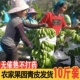 包邮 云南高原丑香蕉香蕉新鲜云南高山甜蕉整箱当季 水果大香蕉芭蕉