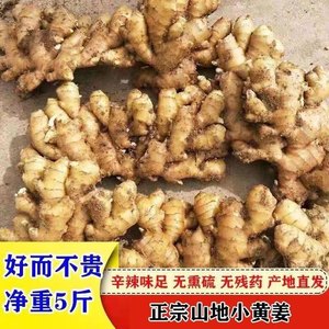 云南小黄姜2年老姜高山种植高原老姜月子姜土姜黄姜农家姜配料