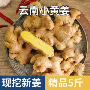 新品 云南期路白乡小黄姜现挖新鲜生姜月子姜香辣味浓丝多食用姜