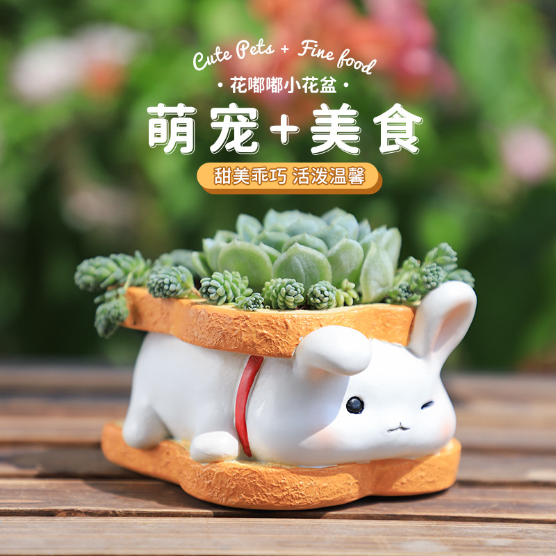 动物园艺花嘟嘟多肉小花盆