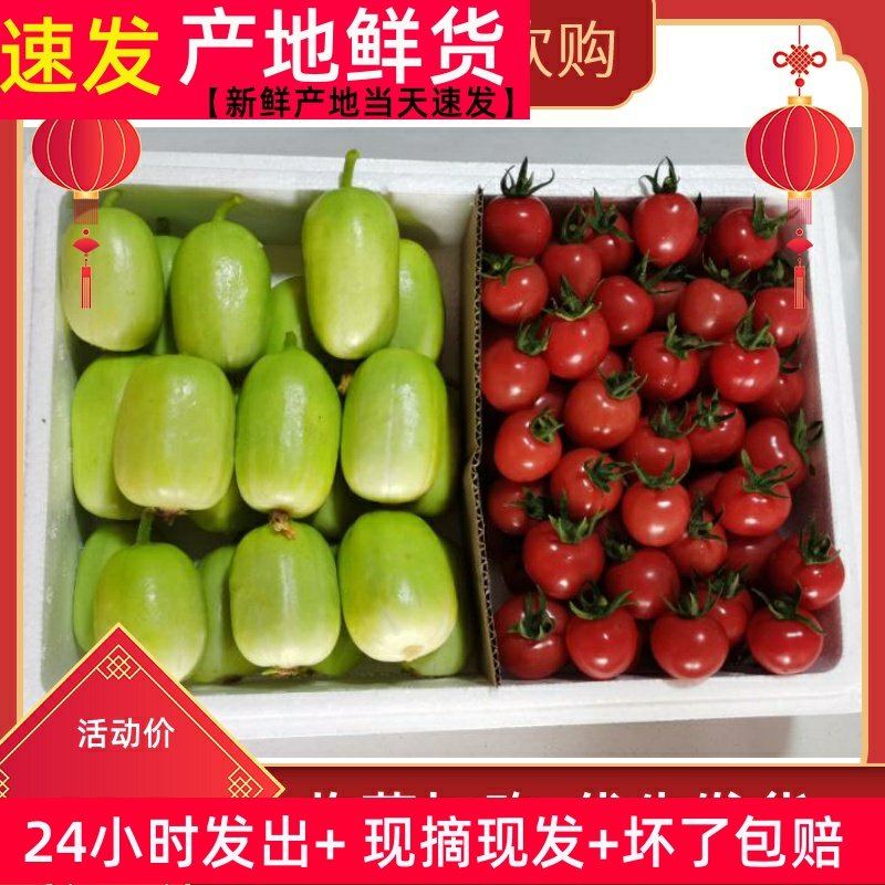 包邮】拇指黄瓜和小番茄混装5斤山东农家特产新鲜水果黄瓜圣女果