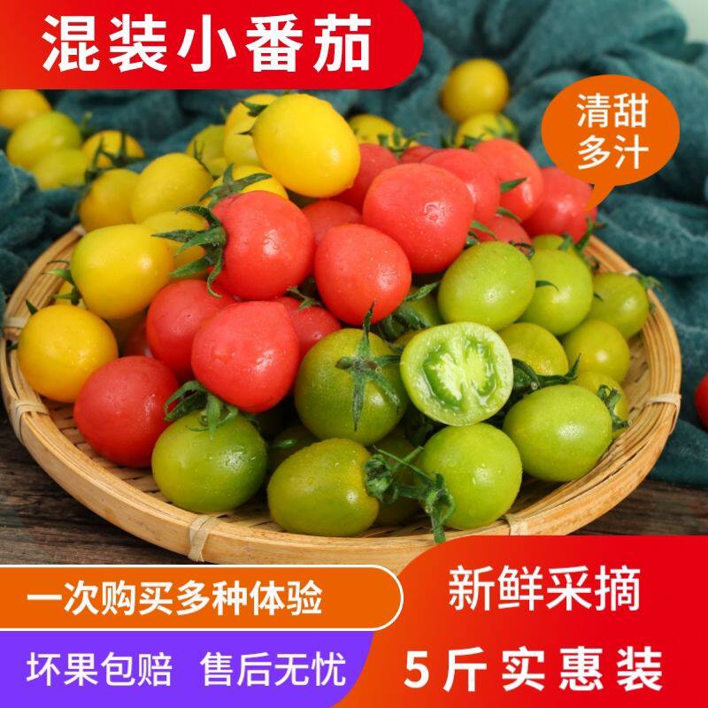 山东寿光三色千禧小番茄圣女果小西红柿青口蜜彩色柿子四色混装