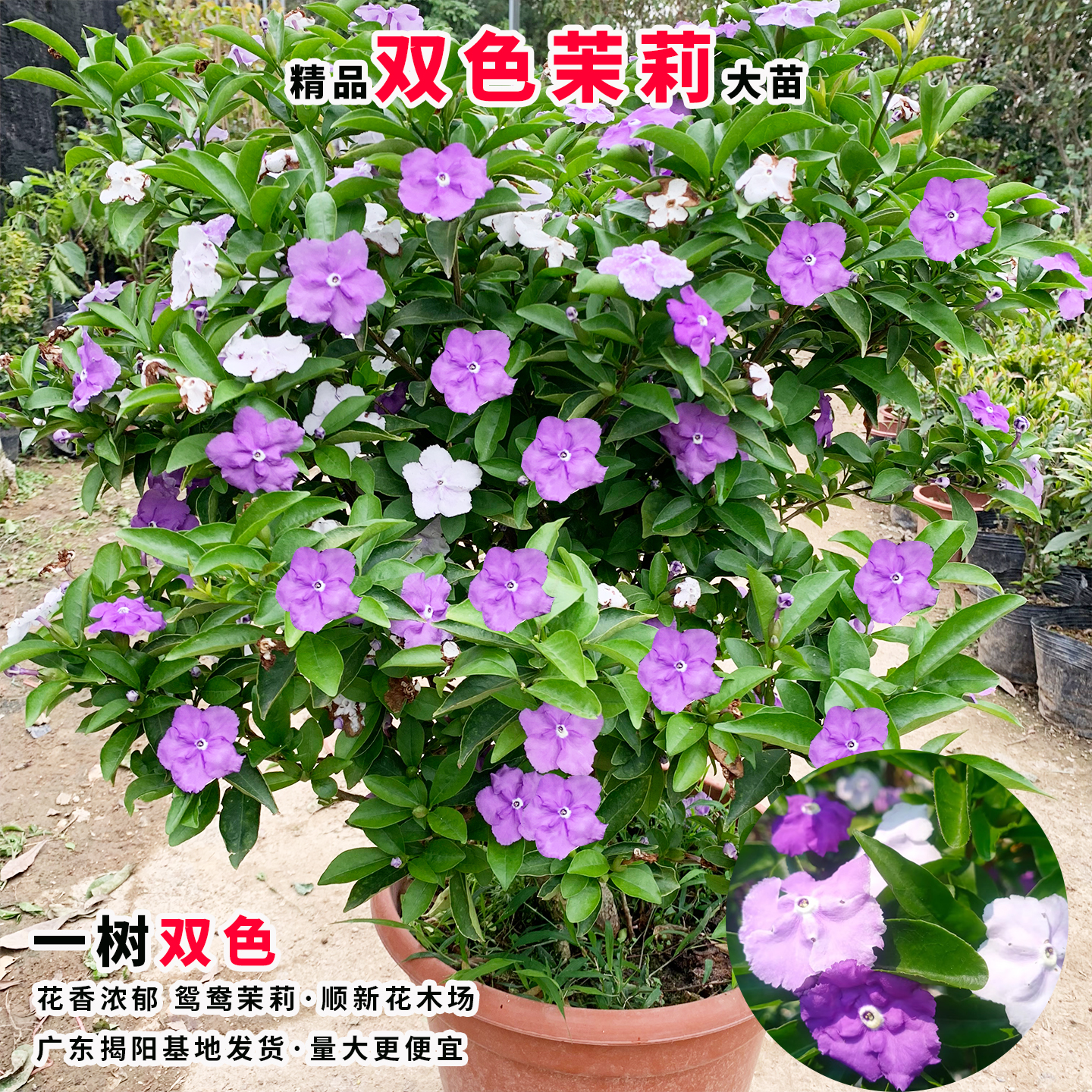 双色茉莉花苗鸳鸯茉莉花盆栽浓香型茉莉多色茉莉花苗阳台庭院植物