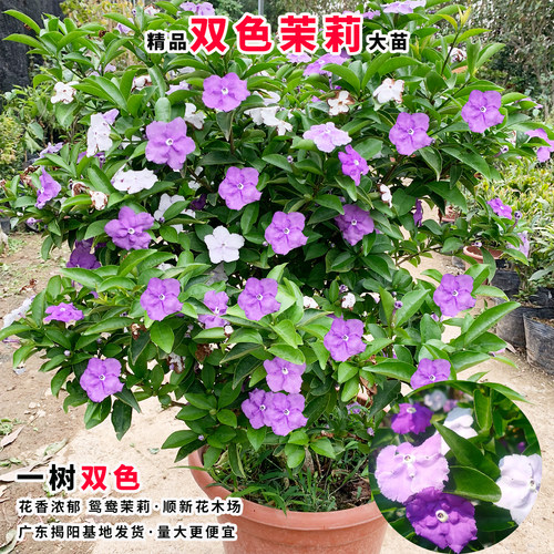 鸳鸯茉莉花盆栽多色茉莉花苗双色