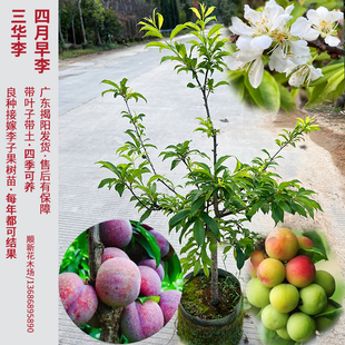 李子树苗三华李果树苗正宗青脆李接嫁当年结果庭院阳台可养常青