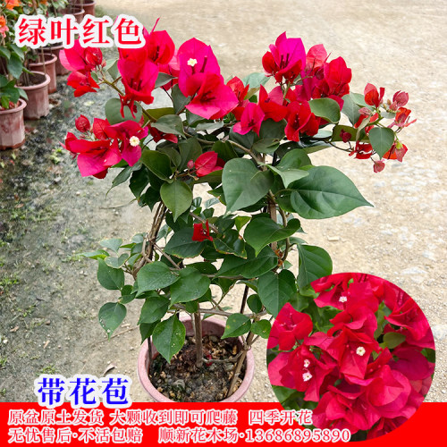 三角梅盆栽带花庭院爬藤植物四季