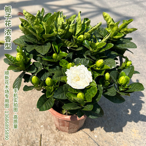 芳香大叶独杆精品栀子花盆栽