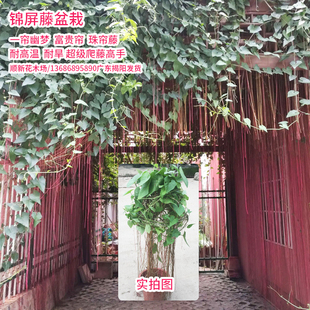 锦屏藤苗一帘幽梦植物龙须藤盆栽富贵帘爬藤好养楼顶隔热耐高温