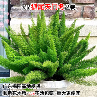 狐尾天门冬盆栽大苗室内阳台四季常青绿花卉阳台庭院九尾狐苗