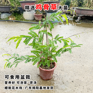 鸡骨草苗盆栽广东相思子绿植红母草苗 可食用大黄草好养 植物耐热