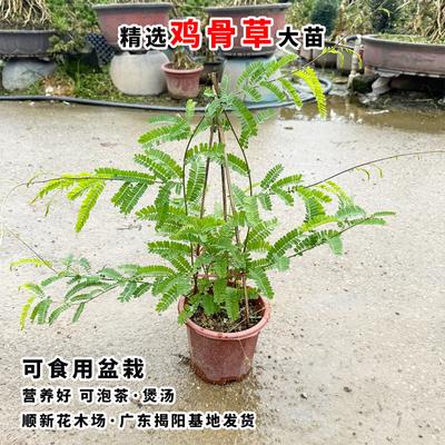 鸡骨草苗可食用盆栽庭院耐热植物