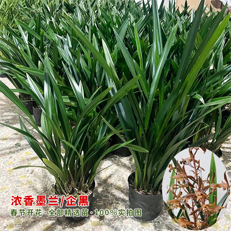 墨兰企黑兰花室内当年开花盆栽四季好养植物年宵花原盆原土企黑爪