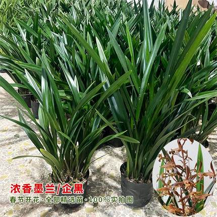 墨兰企黑兰花室内当年开花盆栽四季好养植物年宵花原盆原土企黑爪