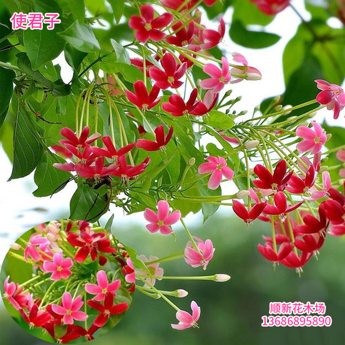 重瓣使君子花苗水君子盆栽五彩花