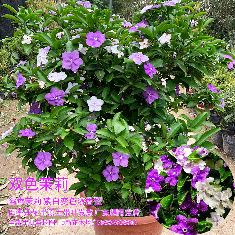 双色茉莉花苗四季开花香味鸳鸯花苗浓香花虎头茉莉花盆栽老桩-封面