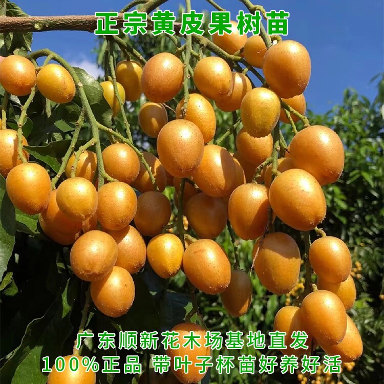 黄皮果树果苗无核鸡心贵妃嫁接带泥叶盆地栽庭院广东绿化大果树苗