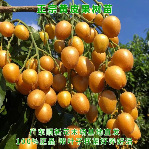 黄皮果树果苗无核鸡心贵妃嫁接