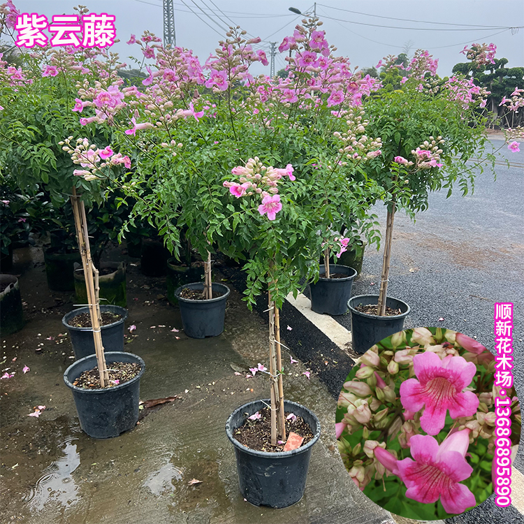 非洲凌霄花盆栽四季开花好养植物