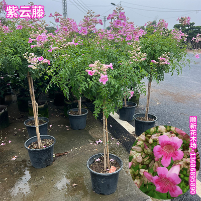 非洲凌霄花盆栽开花粉色好养植物
