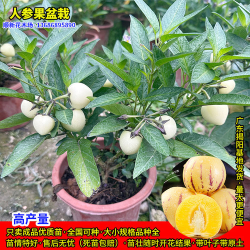 果苗当年结果盆栽仙桃果人参果苗