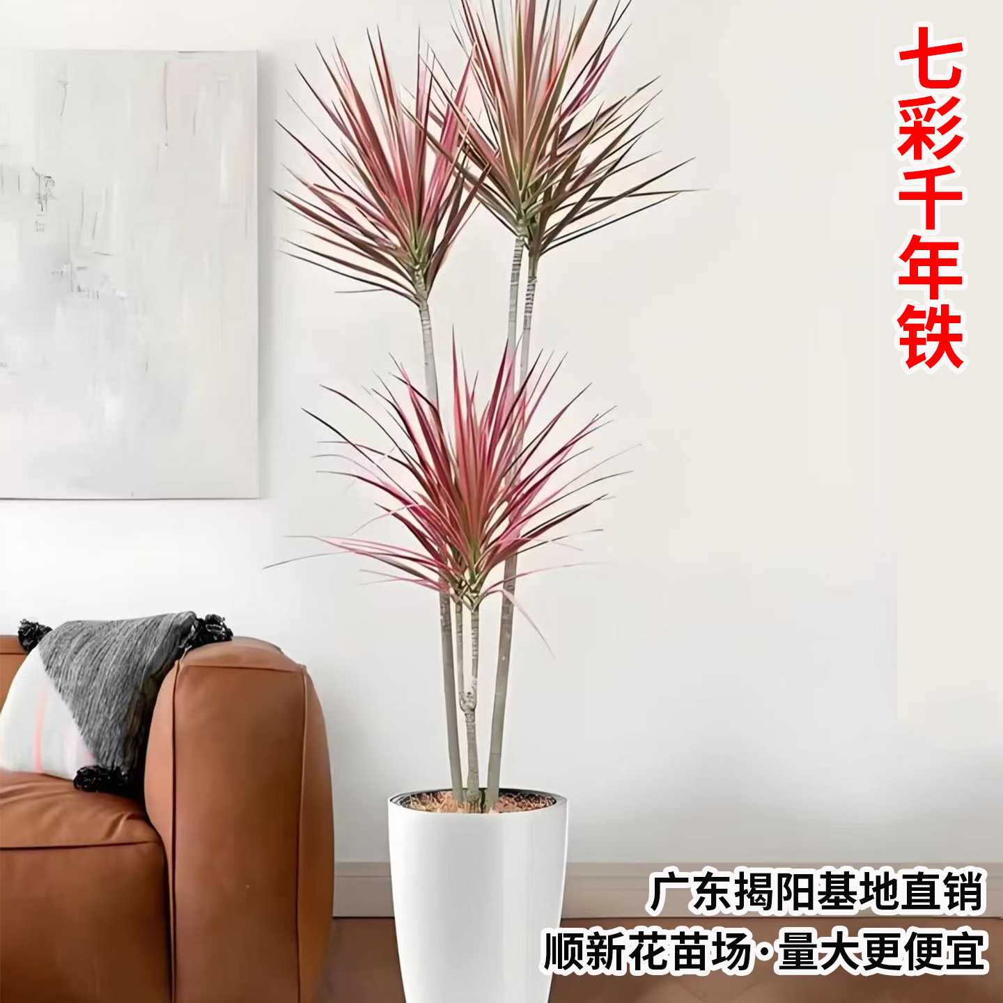 七彩千年铁红叶龙血树盆栽