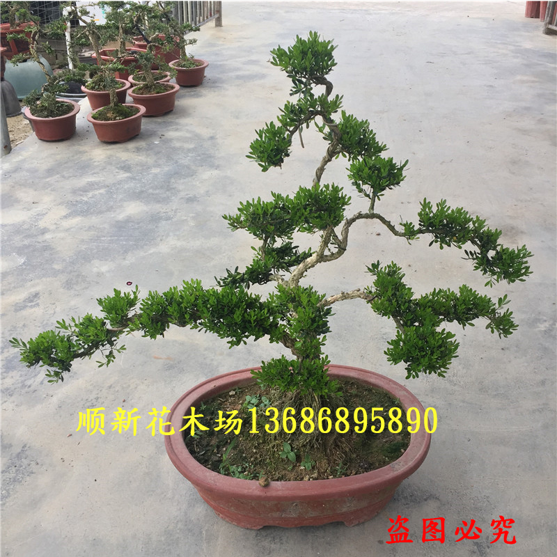 皱皮小叶黄杨高档名贵北方植物