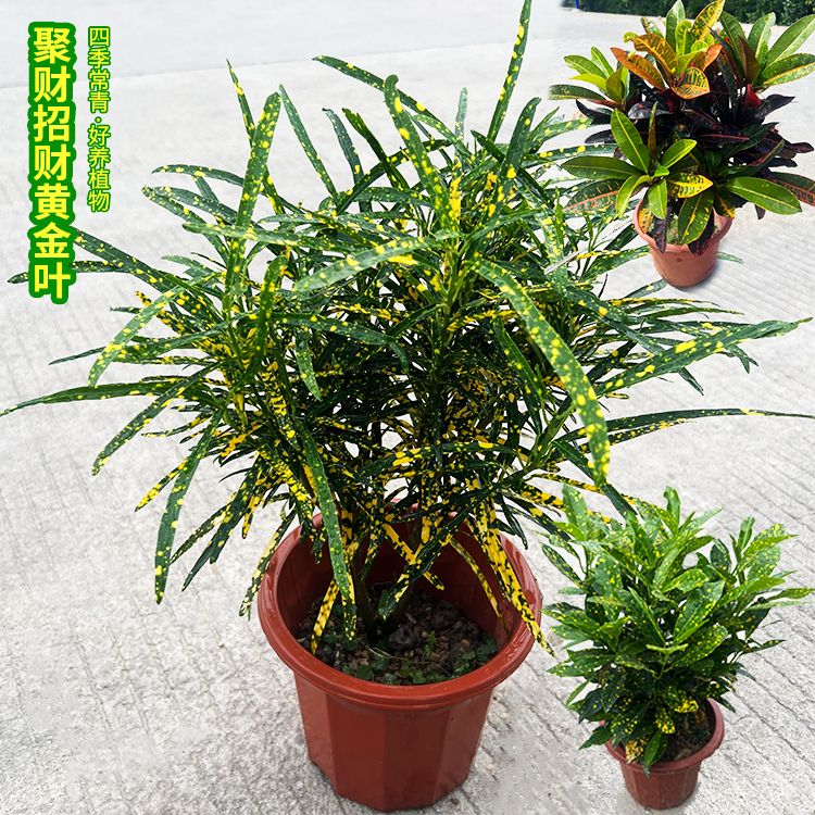 变叶木盆栽彩霞招财植物黄金叶苗