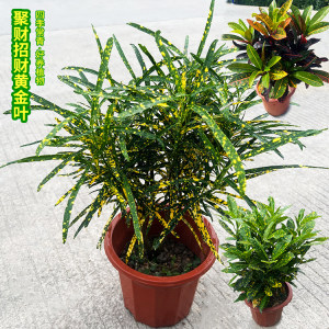变叶木盆栽彩霞招财植物黄金叶苗