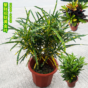 变叶木盆栽七彩木黄金叶苗彩霞变色木招财植物绿化洒金榕四季常青