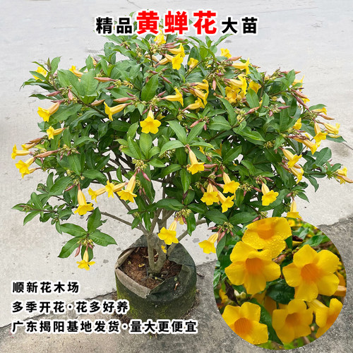 黄婵花盆栽金蝉花苗庭院阳台花苗