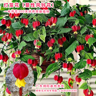 慢性风铃花苗藤本灯笼花盆栽庭院阳台花卉植物四季 开花爬藤宫灯花