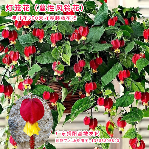灯笼花苗爬藤植物四季开花好养