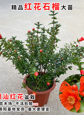 红花苗潮汕石榴花盆栽阳台庭院