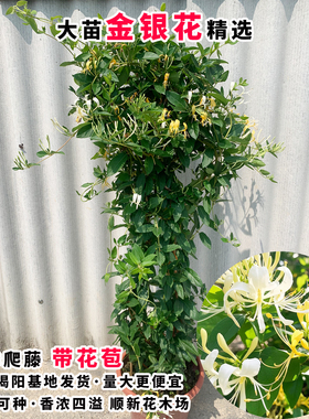 金银花树苗爬藤食用金银花苗浓香花卉耐寒植物鸳鸯藤盆栽好养植物