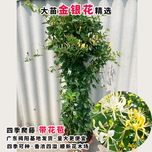 金银花树苗爬藤食用金银花苗浓香花卉耐寒植物鸳鸯藤盆栽好养植物
