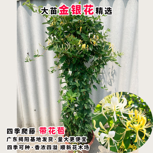 金银花树苗爬藤金银花盆栽鸳鸯藤
