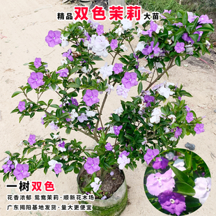 双色茉莉花苗鸳鸯茉莉花盆栽浓香型茉莉多色茉莉花苗阳台庭院植物