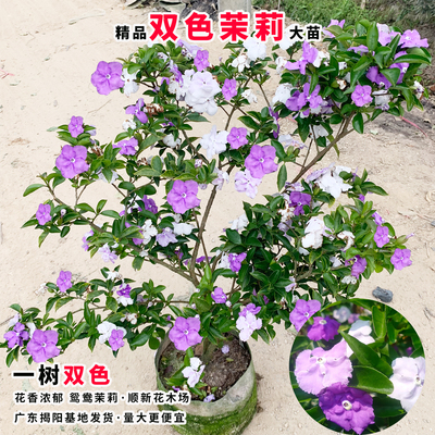 茉莉花苗多色茉莉花盆栽鸳鸯花苗