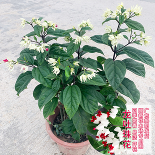 龙吐珠花盆栽美丽龙吐珠花苗红萼花苗麒麟吐珠花苗白色珍珠宝莲花