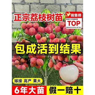 荔枝树苖嫁接果树无核桂味妃子笑特大号南北方庭院盆栽四季水果苗