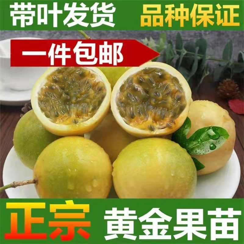 纯甜蜂蜜味大黄金黄金百香果树苗嫁接苗一年四季爬藤超大百香果苗