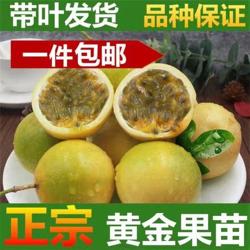 纯甜大黄金百香果嫁接苗