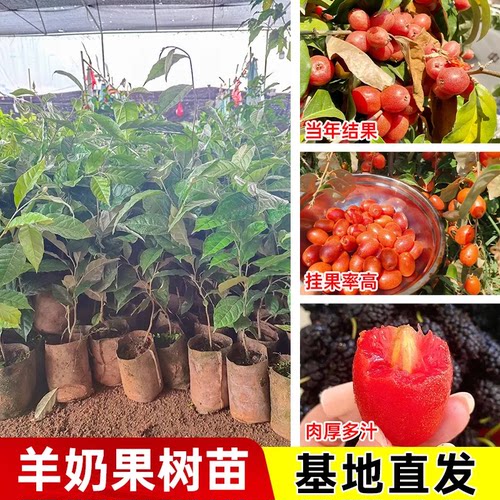 正品羊奶果树苗当年结果挂果率高