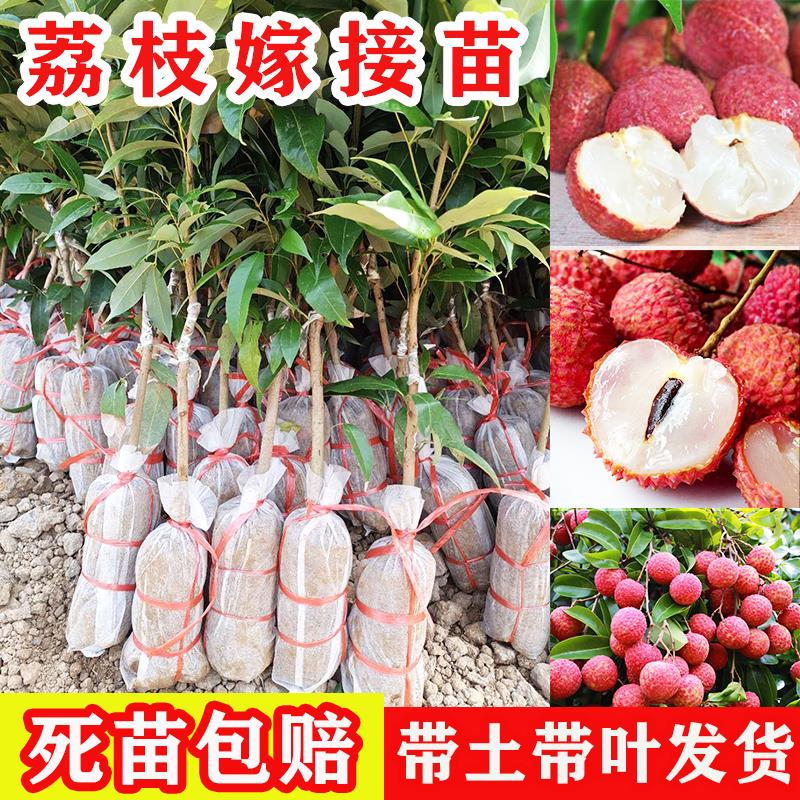 荔枝树苗嫁接妃子笑桂味无核早熟荔枝苗南方盆栽地栽庭院带土叶