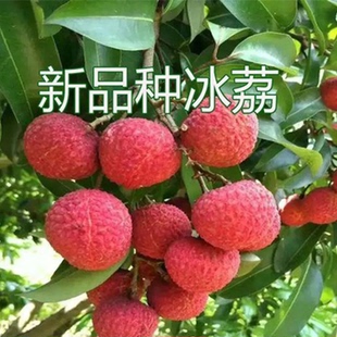 嫁接荔枝树苗无核桂味妃子笑果树盆栽当年结果四季可盆栽地栽种植