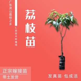 正宗荔枝嫁接果树苗妃子笑桂味冰荔白糖罂仙进奉盆栽地栽当年结果